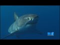 video:Check out BLUE 2014!