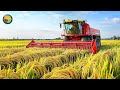 How Taiwan Farmers Harvest Rice Rice Planting And Harvesting Process Farming Documentary