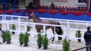 Video od Chacco's Light