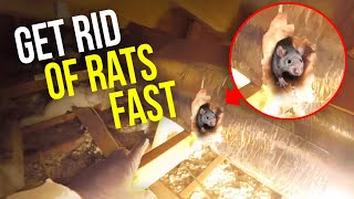 How to GET RID of Rats QUICKLY when traps aren