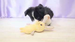 ボーダーコリーの動画01