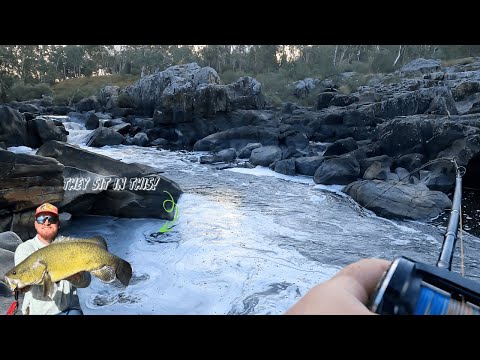 Murray Cod Fishing! The River Giant That Got Away!