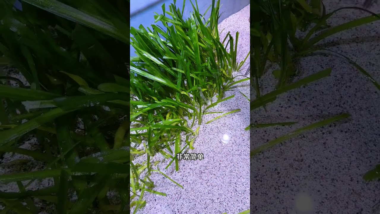 这种水草太容易爆缸了 #溪流缸 #苦草 #水族 #水草