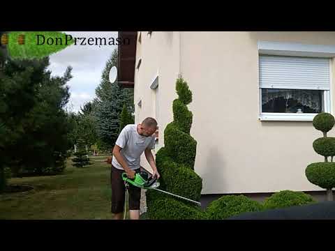 Pruning Emerald Green Arborvitae,Przycinanie tui szmaragd w spiralę(Thuja „Emerald Green”)