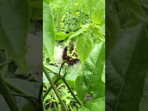 マルハナバチの城 – 花粉媒介昆虫の営巣補助材 トピックス