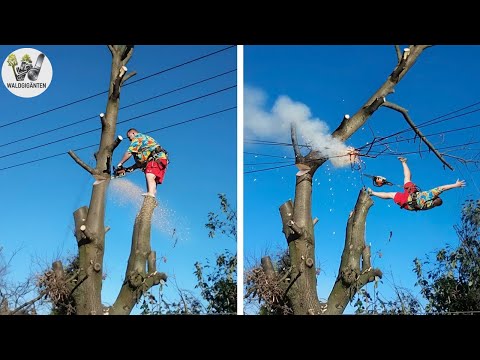 Idioten mit Kettensägen: Fehlgeschlagene Baumfällarbeiten | Extrem gefährliche Holztransport-Fails 3