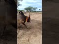 Jallikattu Komban Kaalai Whatsappstatus Vera Level Manjuvirattu Shorts Svk Don