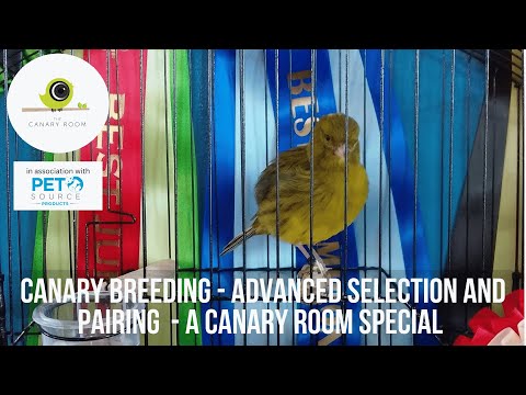 Canary Breeding Advanced pairing and selection - A Canary Room Special