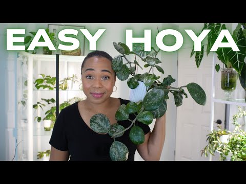 STOP Struggling with Hoyas — These 5 Are Foolproof! 🖤