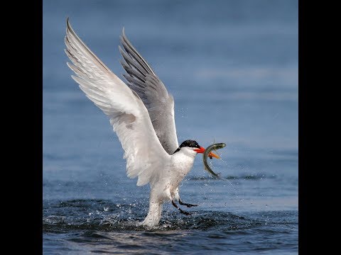 Awesome Slow motion video of Bird catching its prey