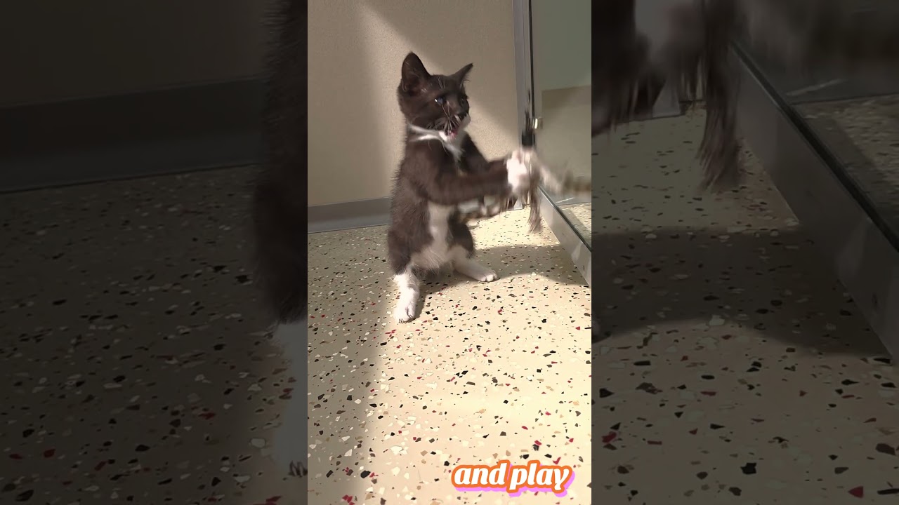 Little Debbie, an adopted Domestic Short Hair in Macomb Twp, MI video 2/6