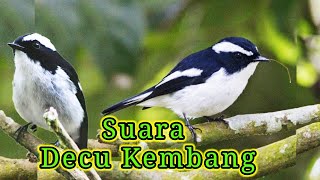 Download lagu Suara Burung Decu Kembang / sikatan belang ( erow mengi ) mp3