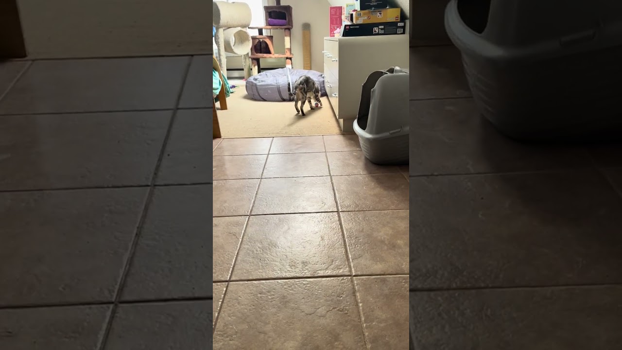 Enlarge Marbles, a Adoptable mixed breed in Pickering, ON video 6/6