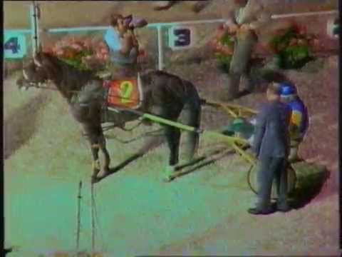 1983 Interdominions - Pacers' 1st Heat, Alexandra Park, Auckland: Wondai's Mate