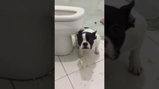 animales  el perro muerde del baño