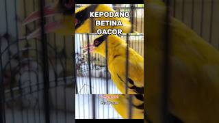Download lagu kepodang betina jawa gacor dor mp3