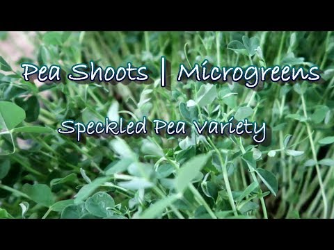 Growing Pea Shoots | Microgreens Speckled Pea Variety