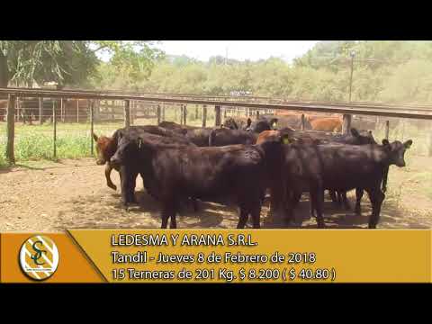 08-02-18 Venta de Hembras - Ledesma y Arana S.R.L. - Tandil.