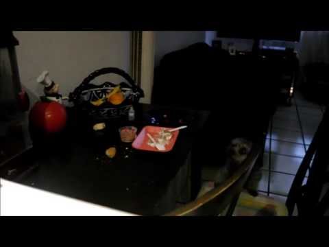 que pasa si dejas a tu perro solo?