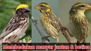 Download lagu Membedakan manyar jantan dan betina saat usia muda mp3 Download lagu Membedakan manyar jantan dan betina saat usia muda mp3