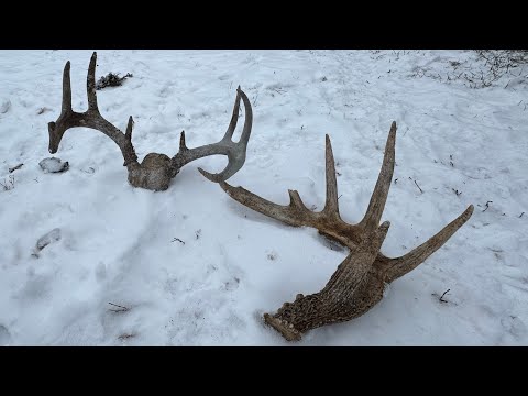 Late Season Shed Hunting November 2025