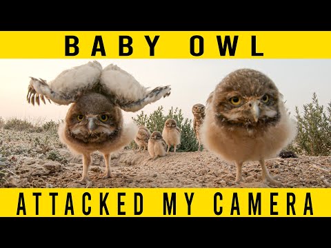 The Secret lives of Burrowing Owls,  Tips on how to get the photo,  A Wildlife Photography Adventure