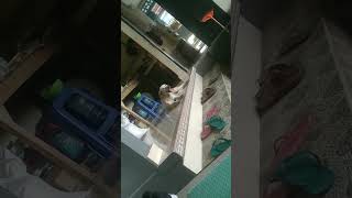 Download lagu ANJING PUN IKUT BERNYANYI #bali #cute mp3 Download lagu ANJING PUN IKUT BERNYANYI #bali #cute mp3