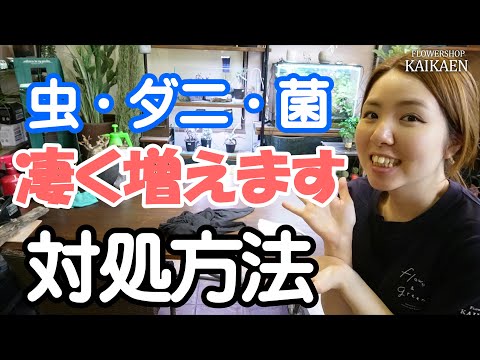鶏に寄生虫がいるかどうかはどうすればわかりますか?これらは決して無視してはいけない7つの症状です。  庭園