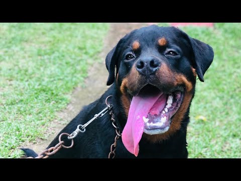 rottweiler puppy 1 month to 9 month