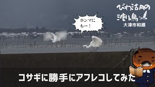 コサギに勝手にアフレコしてみた【びわ湖の渡り鳥2022】