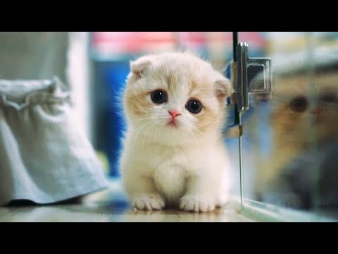 Top 10 MOST CUTEST CAT BREEDS IN THE WORLD