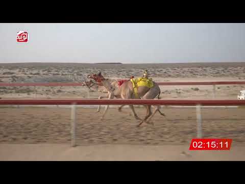  ش 12 (شامان) لـ حمد راشد بن سلطان العرياني 3:01 ، شارة الشيخ طحنون 2026/8/15 فطامين السمحه