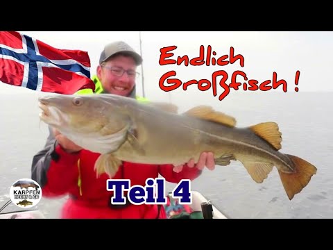 Angeln in Mittelnorwegen Flatanger / Hasvåg Fritid Teil 4 Endlich Großfisch