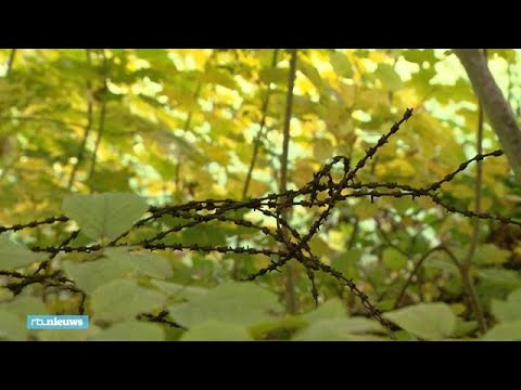 De dodendraad, een hek dat duizend mensen doodde tijdens de Eerste Wereldoorlog - RTL NIEUWS