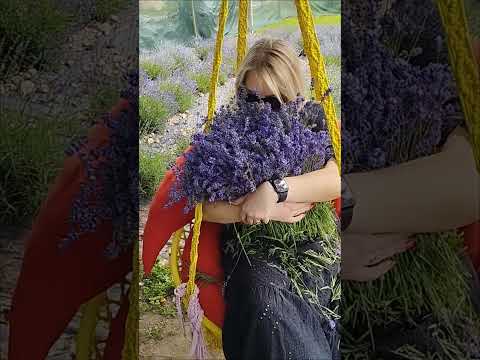 фото свежесрезанные букеты лаванды 0