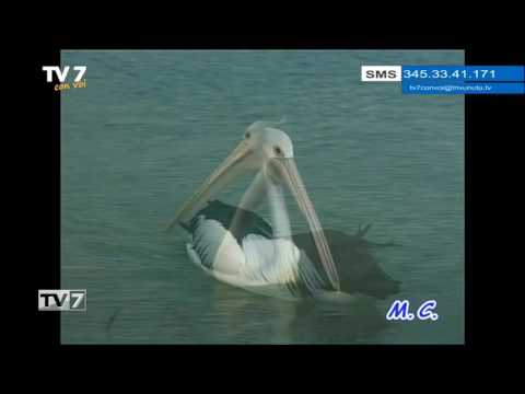 Tv7 con Voi del 3/5/2017 - Andiamo all'ovest dell'Australia  (2 di 3)