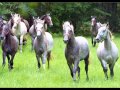 Ponies/Royal Wade Kimes