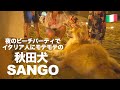 Akita Inu A Popular Dog At A Beach Party At Night In Italy