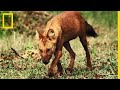 Le dhole, prédateur redouté des tigres et des panthères