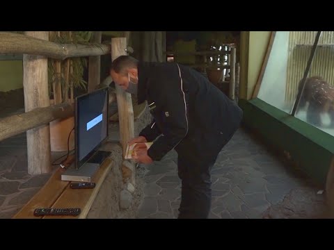 Gegen Langweile: Orang Utans im Zoo sehen Reality-TV