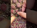 Lithops - Succulent plants