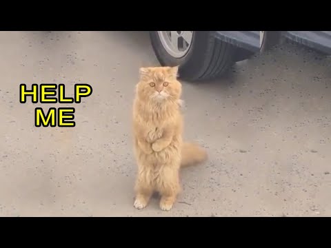 Beautiful Cat Was Disabled, Begging For Help From Passersby