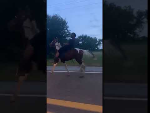 15 month old walking horse/saddle horse