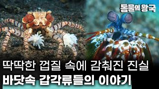 말미잘을 들고 다니는 게?! 갑각류 동물들의 독특한 생존전략