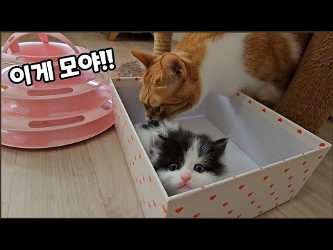 떡잎 부터 남다른 아기고양이가 나타났다! 보통이 아님