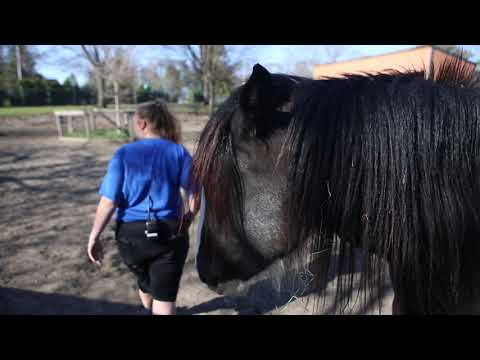 download lagu mp3 mp4 Childrens Zoo, download lagu Childrens Zoo gratis, unduh video klip Childrens Zoo