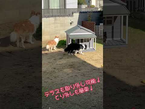 園芸 あなたの犬のための屋外犬小屋を選ぶ