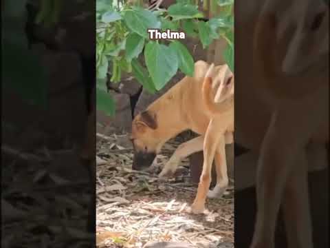 Thelma, a Rescue Dog Enjoying a Spring Morning #dogs #nature #animals #indushounds #doglover