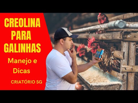 , title : 'Creolina Para Galinhas - Manejo e Dicas'