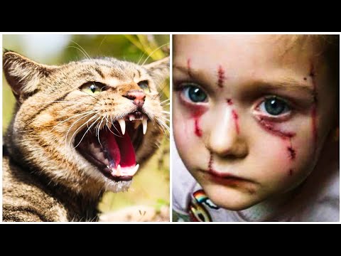 TOP 10 DANGEROUS CAT BREEDS IN THE WORLD